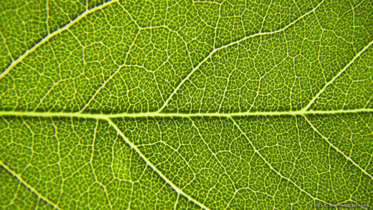 Super macro shot of a leaf