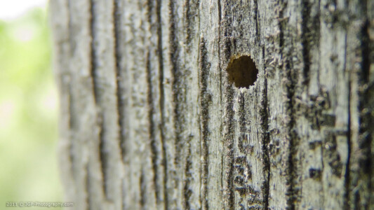 Really small hole in a fence post