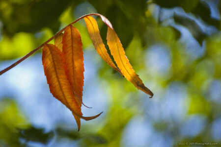 Orange autumn leaves