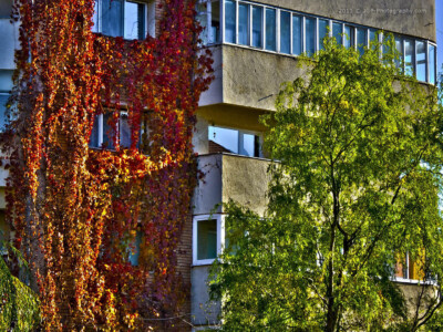 HDR image of colorful vines on an apartment block